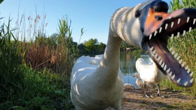 Swan Teeth