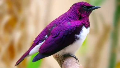 Purple Birds