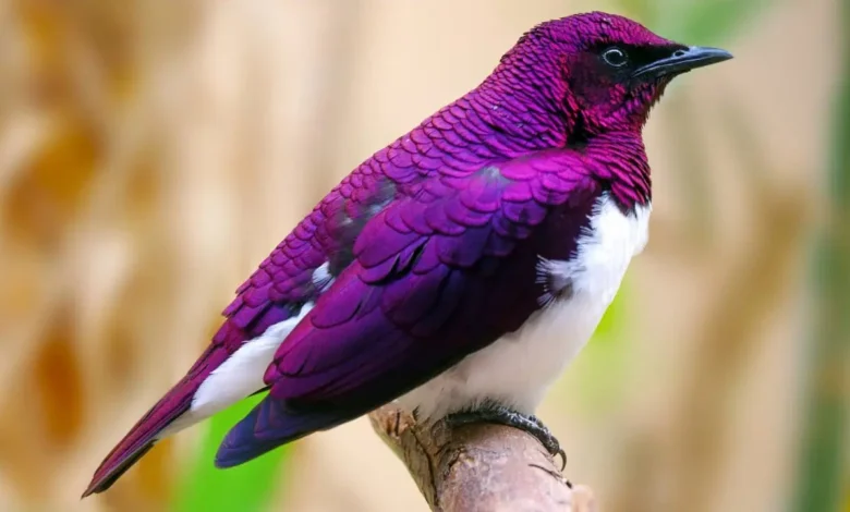 Purple Birds