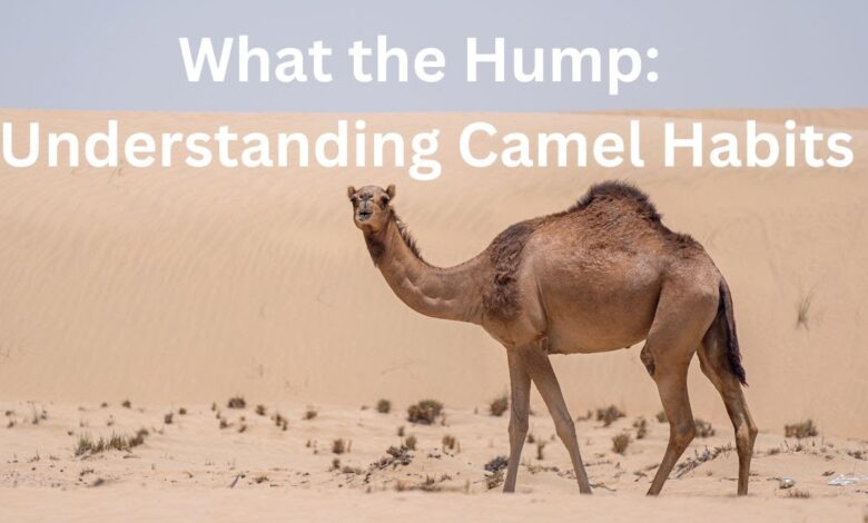 camel names